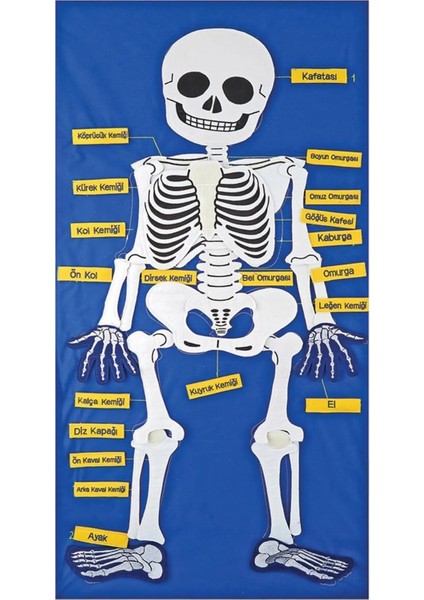 Anadolu Oyuncak Cırtlı İskelet Pano