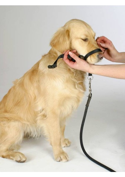 Köpek Eğitim Tasması Maxi Coach 54 cm Den Küçük, XL modelleri