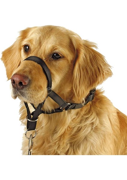 Köpek Eğitim Tasması Maxi Coach 44 cm Den Küçük, L fırsatları