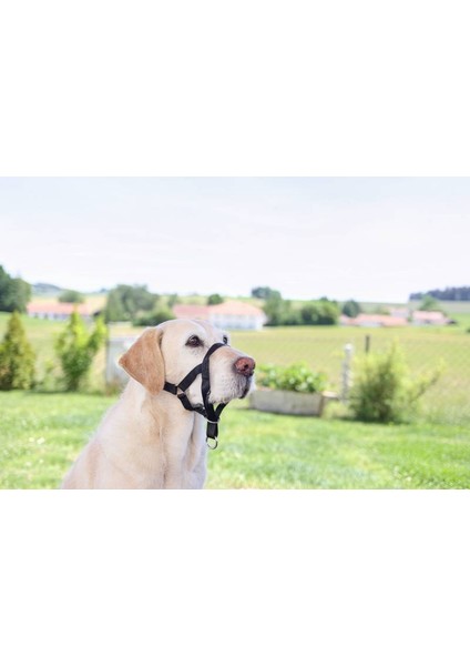 Köpek Eğitim Tasması Maxi Coach 44 cm Den Küçük, L