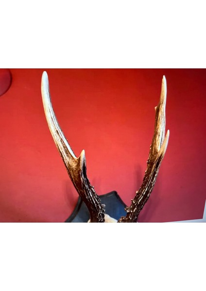 Ahşap Kaidesinde Karaca Geyik Trofesi Boynuzu 32 cm Boyunda - 745JHDFS356