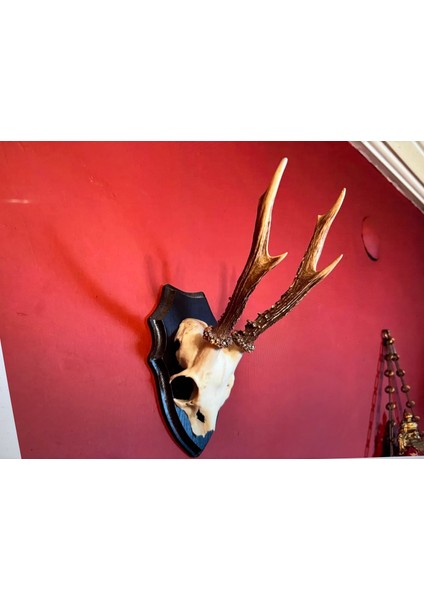 Ahşap Kaidesinde Karaca Geyik Trofesi Boynuzu 32 cm Boyunda - 745JHDFS356 fiyatları