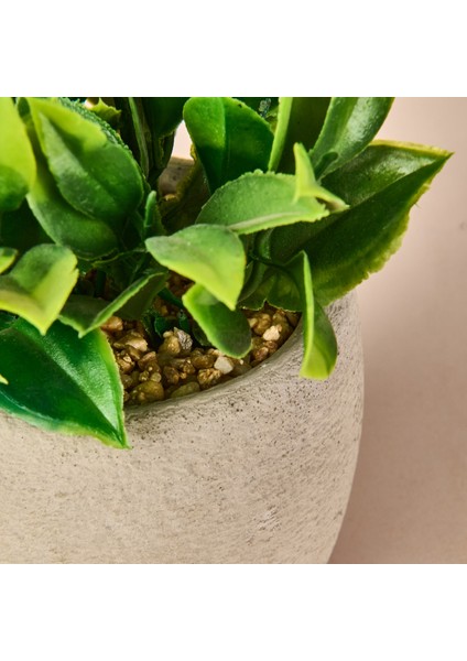 Beton Saksıda Doğal Görünümlü Bitki modelleri