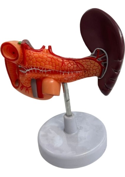 1:1 Yaşam Boyu Anatomik Insan Pankreas Duodenum ve Dalak Modeli Eğitim Materyali