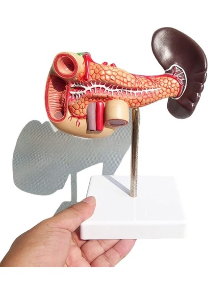 1:1 Yaşam Boyu Anatomik Insan Pankreas Duodenum ve Dalak Modeli Eğitim Materyali fiyatları