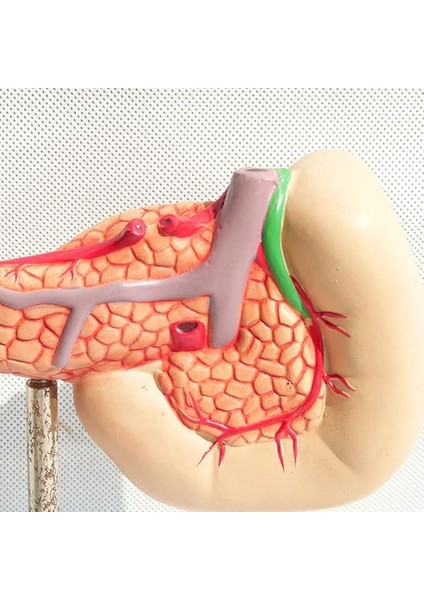 1:1 Yaşam Boyu Anatomik Insan Pankreas Duodenum ve Dalak Modeli Eğitim Materyali modelleri