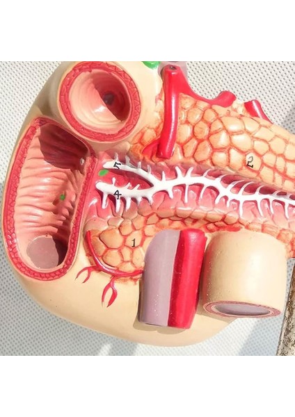 1:1 Yaşam Boyu Anatomik Insan Pankreas Duodenum ve Dalak Modeli Eğitim Materyali fırsatları