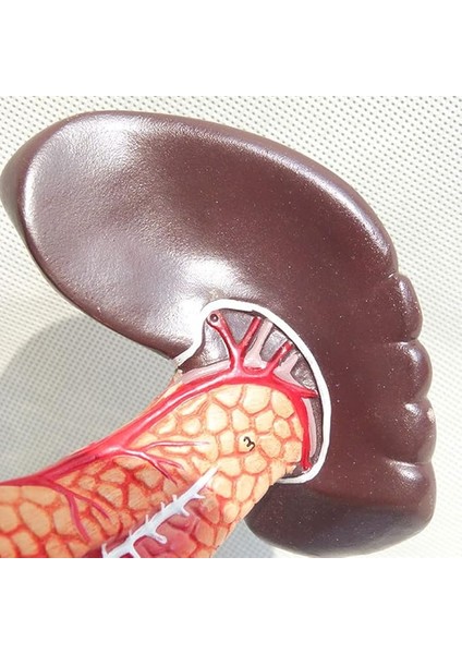 1:1 Yaşam Boyu Anatomik Insan Pankreas Duodenum ve Dalak Modeli Eğitim Materyali indirimleri