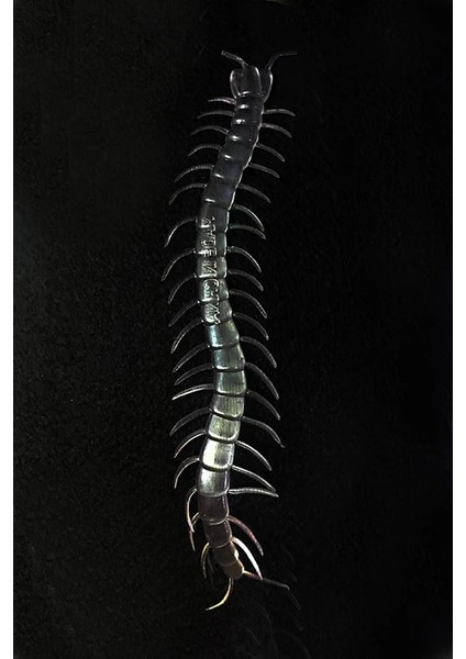 Şeffaf Renk Karanlıkta Parlayan Fosforlu Kırkayak 13 cm 1 Adet fiyatları