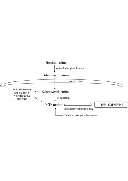 Benfotiamine 150 With Benfopure 150 Mg B1 Vitamini L-Leucine Glucose Metabolism Lösin