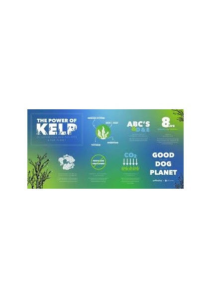 Kelp Whole 100 Capsules Thallus 100 Laminariales Sodium Iodine Thyroid Sodyum Mineral Iyot fırsatları