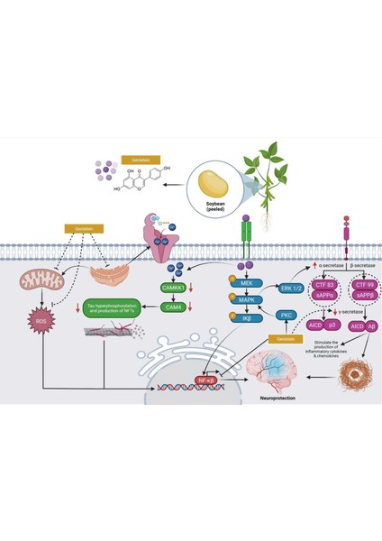 Genistein Soy Complex Organik 1,000 mg Soya Kompleksi Supplement Fiber Ultra Premium Hammadde indirimleri