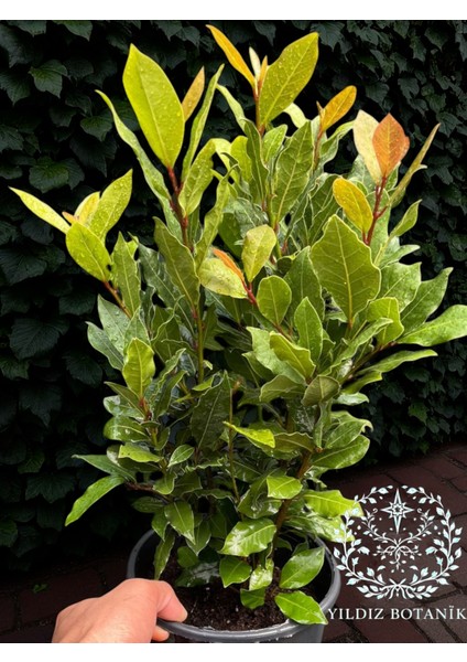 Kokulu Defne Fidanı Aromatik Defne Ağacı Bitkisi Laurus Nobilis 40-60 cm