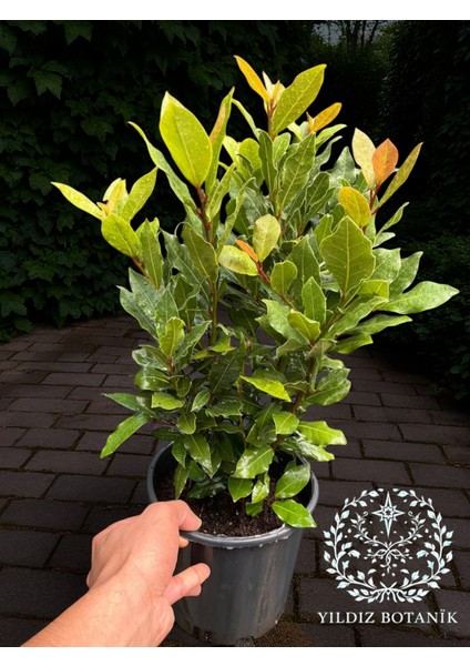 Kokulu Defne Fidanı Aromatik Defne Ağacı Bitkisi Laurus Nobilis 40-60 cm fiyatları