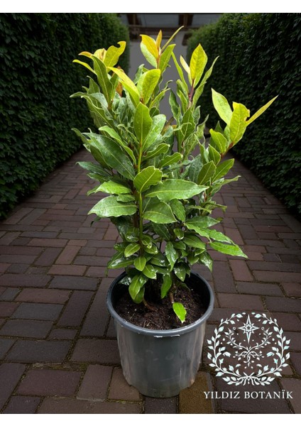 Kokulu Defne Fidanı Aromatik Defne Ağacı Bitkisi Laurus Nobilis 40-60 cm modelleri