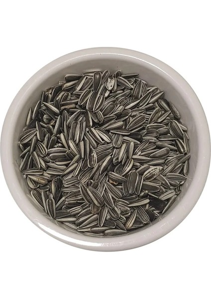 Paraket ve Küçük Irk Papağan Çekirdeği