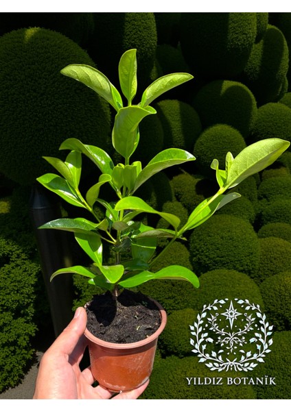 Parlak Yapraklı Kartopu Çiçeği Çit Bitkisi Viburnum Licudum Fidanı 25-30 cm