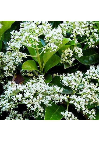 Parlak Yapraklı Kartopu Çiçeği Çit Bitkisi Viburnum Licudum Fidanı 25-30 cm fiyatları