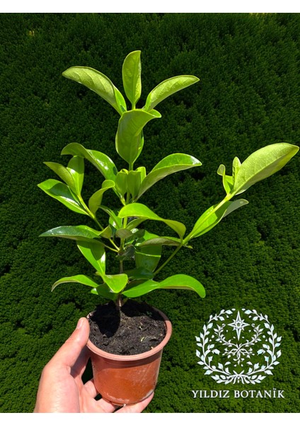 Parlak Yapraklı Kartopu Çiçeği Çit Bitkisi Viburnum Licudum Fidanı 25-30 cm modelleri