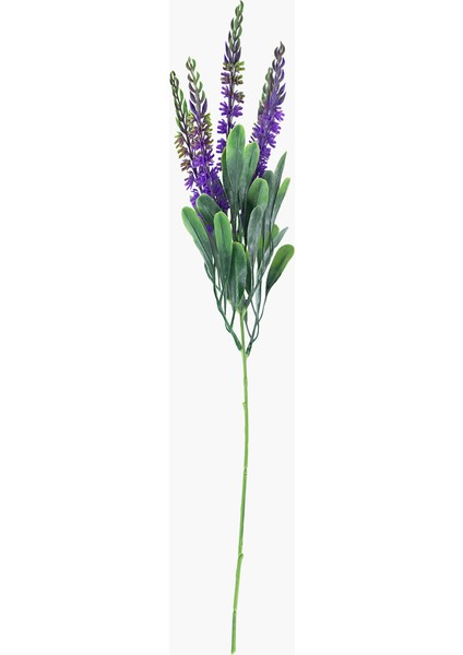 Lavanta Dal 40CM