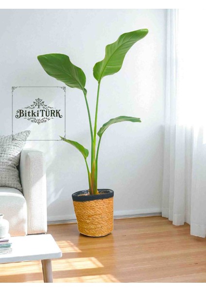 -Starliçe(80 100CM) Ofis Salon Hediyelik Ev