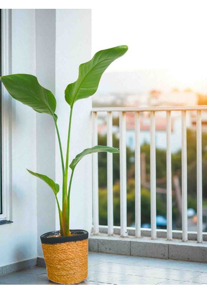 -Starliçe(80 100CM) Ofis Salon Hediyelik Ev fiyatları