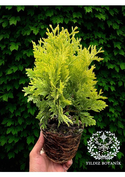 Sunkist Top Mazı Bitkisi Thuja Occidentalis Sunkist Fidanı 20-30 cm