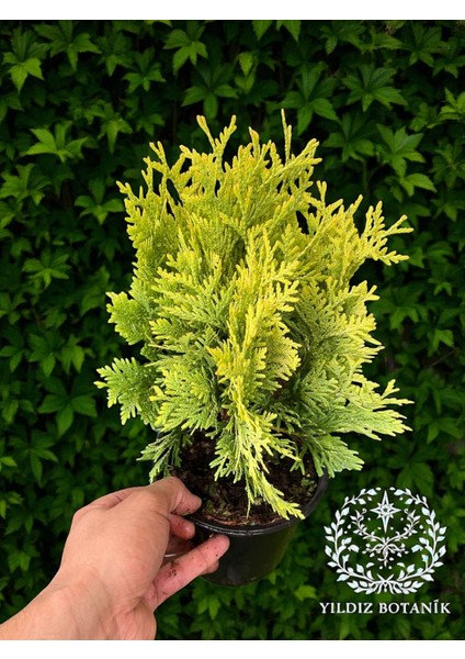 Sunkist Top Mazı Bitkisi Thuja Occidentalis Sunkist Fidanı 20-30 cm fiyatları