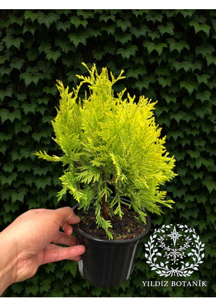 Sunkist Top Mazı Bitkisi Thuja Occidentalis Sunkist Fidanı 20-30 cm modelleri