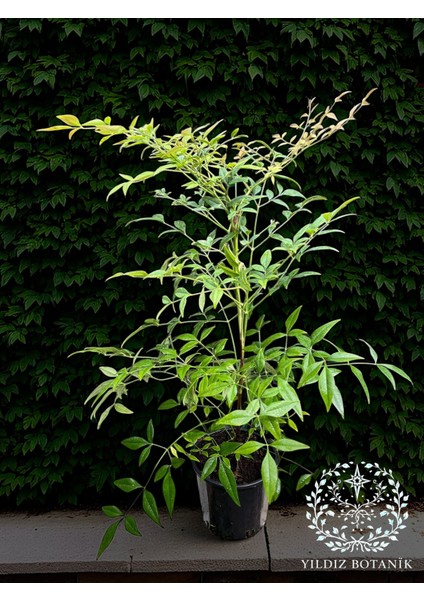 Boncuklu Cennet Bambusu Bitkisi Nandina Domestica Çiçeği 40-60 cm