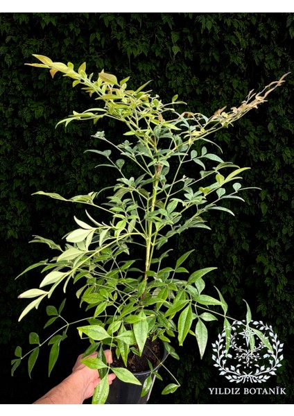 Boncuklu Cennet Bambusu Bitkisi Nandina Domestica Çiçeği 40-60 cm modelleri