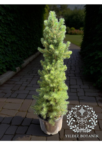 Yeşil Cüce Konik Ladin Bitkisi Çam Ağacı Fidanı Picea Glauca Conica 60-80 cm fiyatları