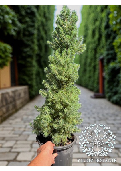 Yeşil Cüce Konik Ladin Bitkisi Çam Ağacı Fidanı Picea Glauca Conica 60-80 cm modelleri