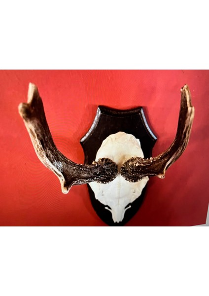 Ahşap Kaidesinde Karaca Geyik Trofesi Boynuzu 32 cm Uzunluğunda