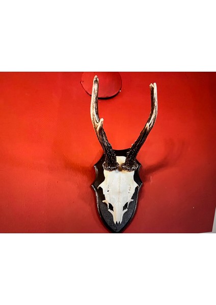 Ahşap Kaidesinde Karaca Geyik Trofesi Boynuzu 32 cm Uzunluğunda modelleri