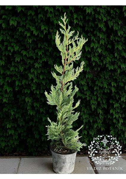 Leylandi Çit Bitkisi Çam Ağacı Fidanı 70-90 cm