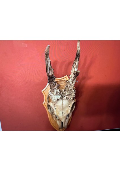 Ahşap Kaidesinde Karaca Geyik Trofesi Boynuzu 34 cm Boyunda indirimleri