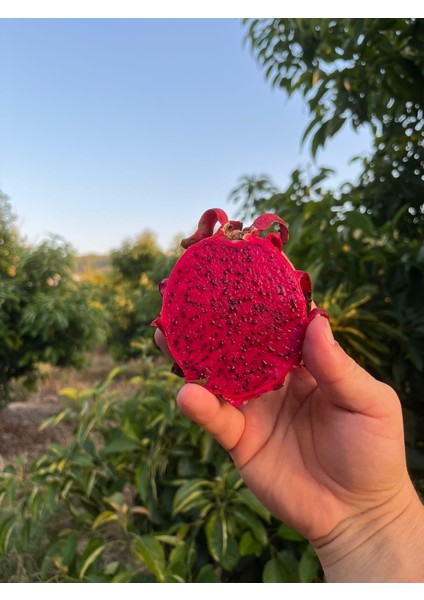 Kırmızı Ejder Meyvesi (1 Kg)
