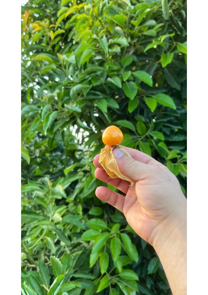 Altın Çilek (100GR)