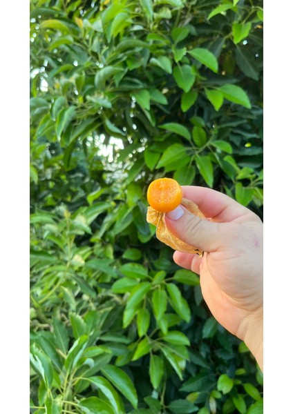 Altın Çilek (100GR) fiyatları