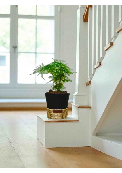 -Dekoratif Saksıda Kuşkonmaz Ofis Salon Iç Mekan