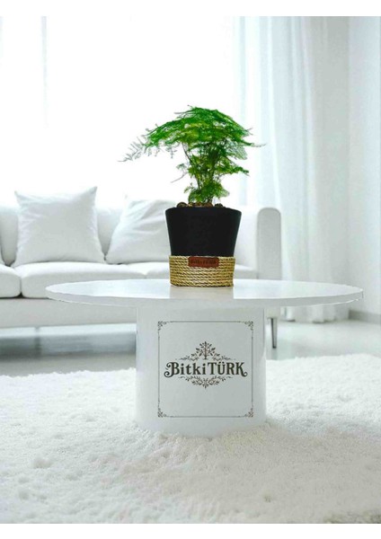 -Dekoratif Saksıda Kuşkonmaz Ofis Salon Iç Mekan fiyatları