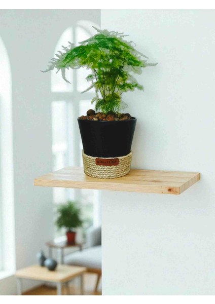 -Dekoratif Saksıda Kuşkonmaz Ofis Salon Iç Mekan modelleri