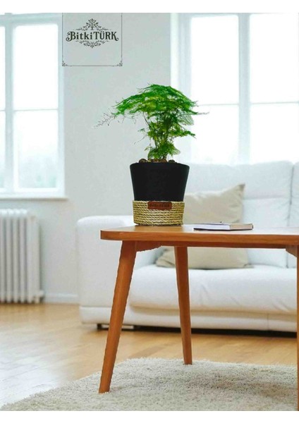 -Dekoratif Saksıda Kuşkonmaz Ofis Salon Iç Mekan fırsatları