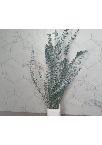 Okaliptus Şoklanmış Kurutulmuş fiyatları