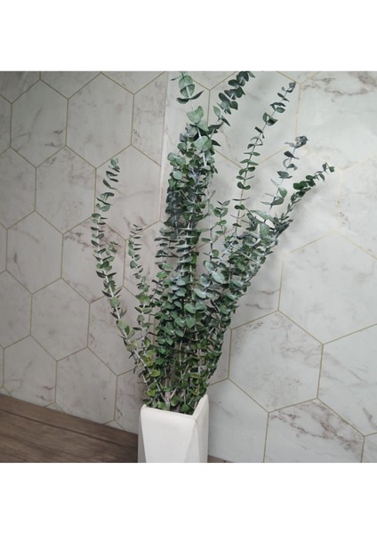 Okaliptus Şoklanmış Kurutulmuş