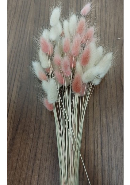 Cansas Kuru Çiçek Pamuk Otu Pembe Beyaz