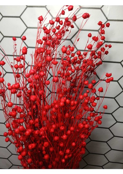 Kuru Çiçek Luna (Keten) Otu fiyatları