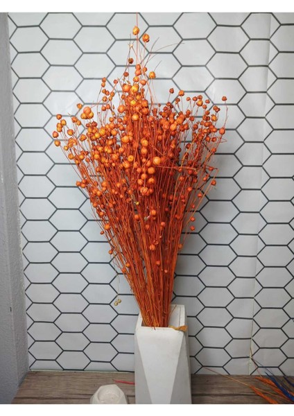 Kuru Çiçek Luna (Keten) Otu fırsatları