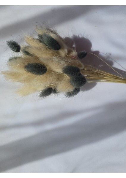 Pamuk Otu Kurutulmuş Tavşan Kuyruğu Gelin Buketi Aranjman Lagurus Çiçek 40 Dal